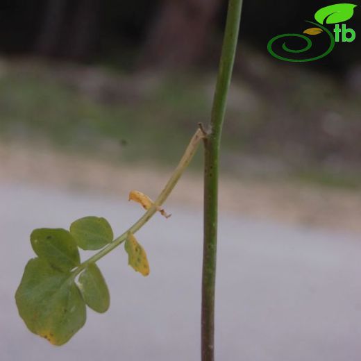 Cardamine tenera