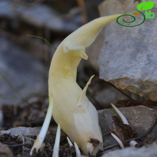 Araceae-Yılanyastığıgiller