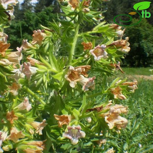 Echium orientale