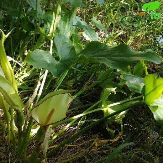 Araceae-Yılanyastığıgiller