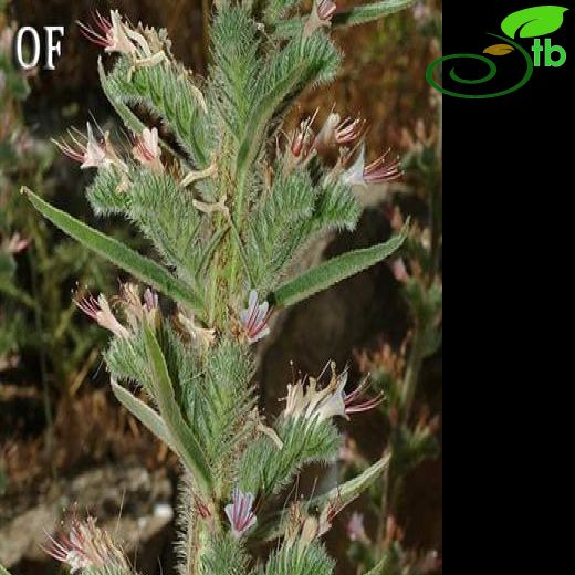 Echium glomeratum