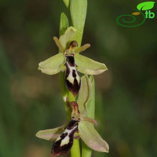 Ophrys cilicica