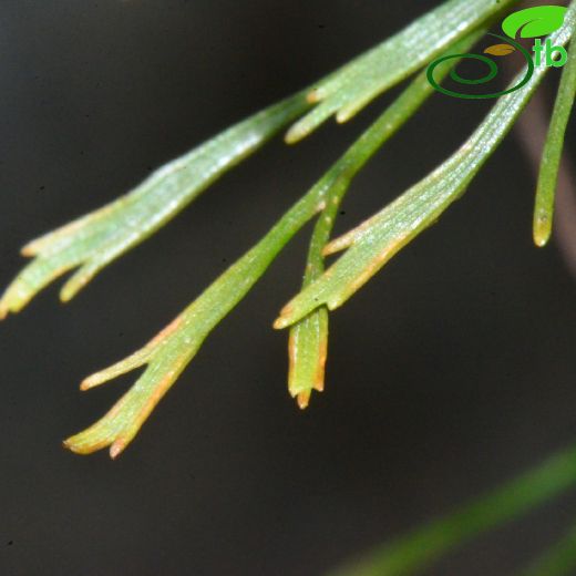 Aspleniaceae-Saçakotugiller