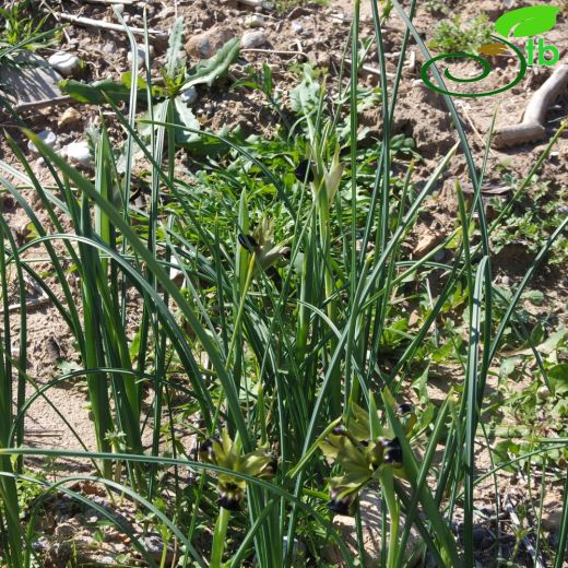 Iris tuberosa