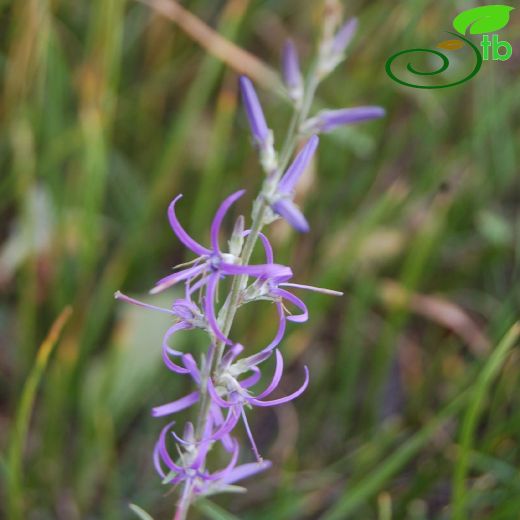 Campanulaceae-Çançiçeğigiller