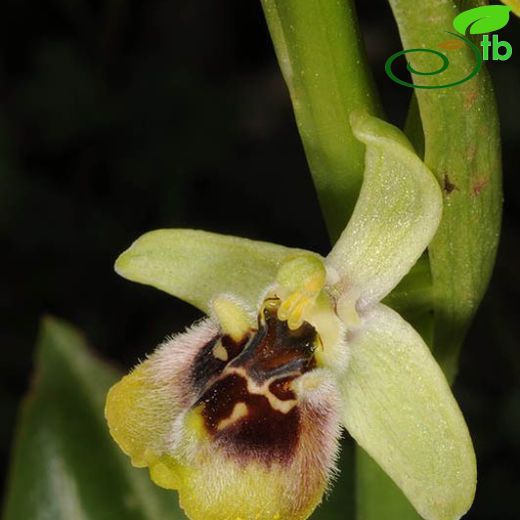 Ophrys bornmuelleri