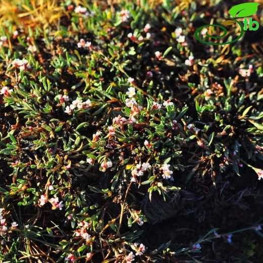 Polygonum karacae
