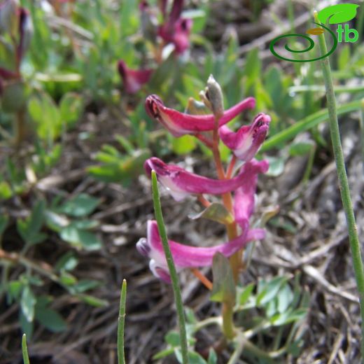 Corydalis oppositifolia