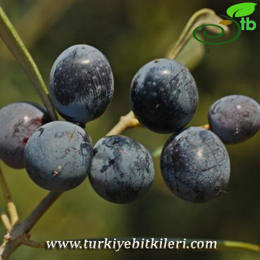 Olea-Zeytin