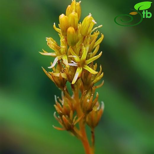 Nartheciaceae-Düğünvargiller