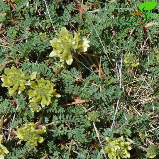 Fabaceae-Baklagiller