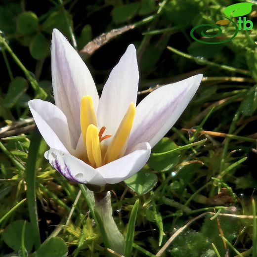 Crocus adamioides