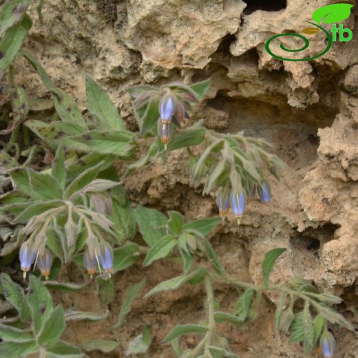 Onosma-Emzikotu