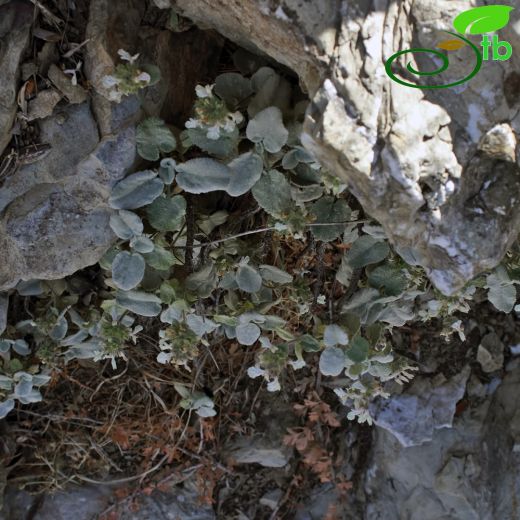 Stachys petrokosmos