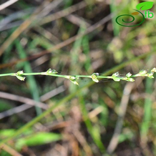 Polygonum mesembricum