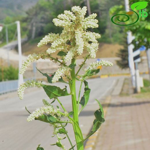 Amaranthaceae-Horozibiğigiller