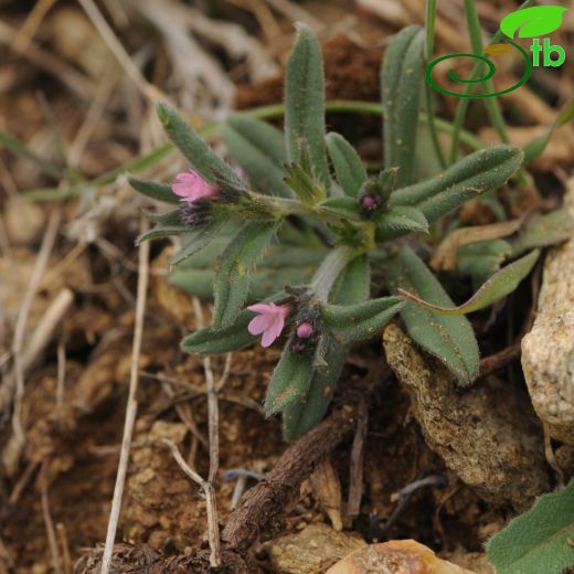 Buglossoides-Tarla taşkeseni