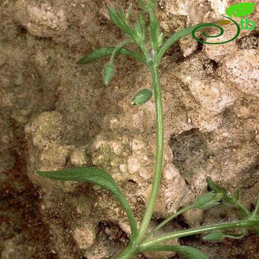 Stellaria pallida