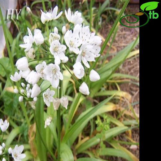 Allium neapolitanum