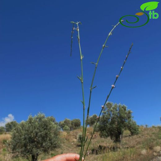 Polygonum equisetiforme
