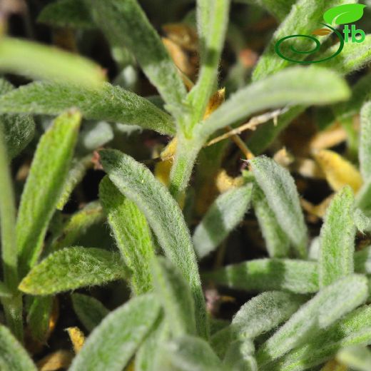 Sideritis libanotica