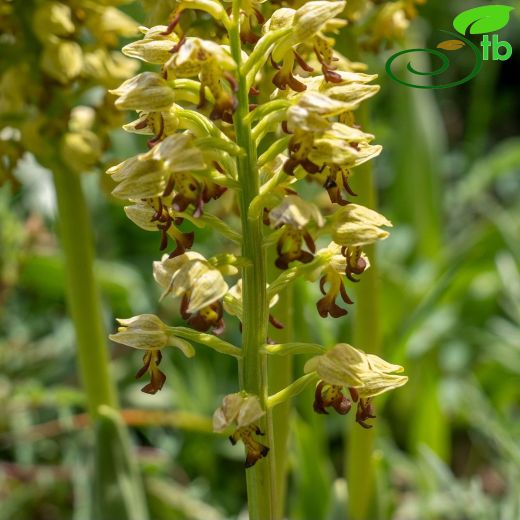 Orchis-Salep
