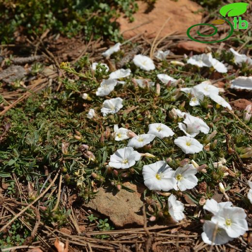 Convolvulaceae-Tarlasarmaşığıgiller