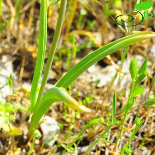 Allium lycaonicum