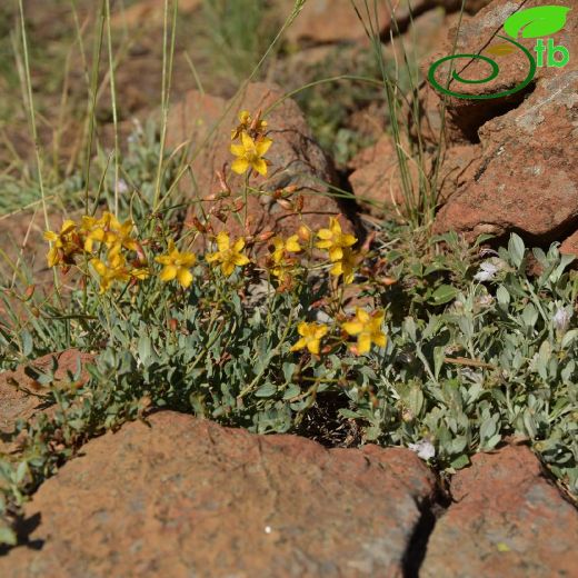 Hypericum bourgaei