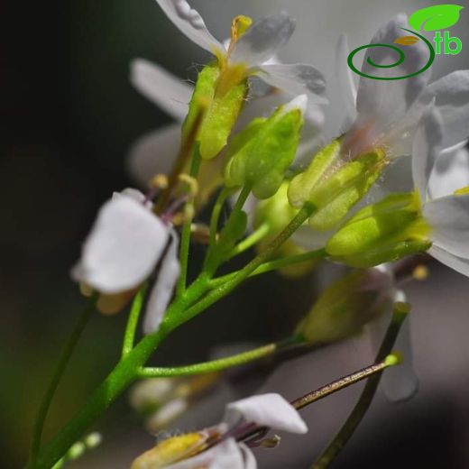 Arabis aucheri