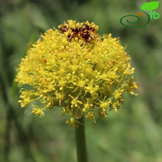 Allium chrysantherum