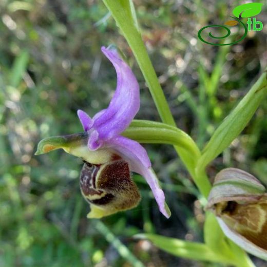 Ophrys candica