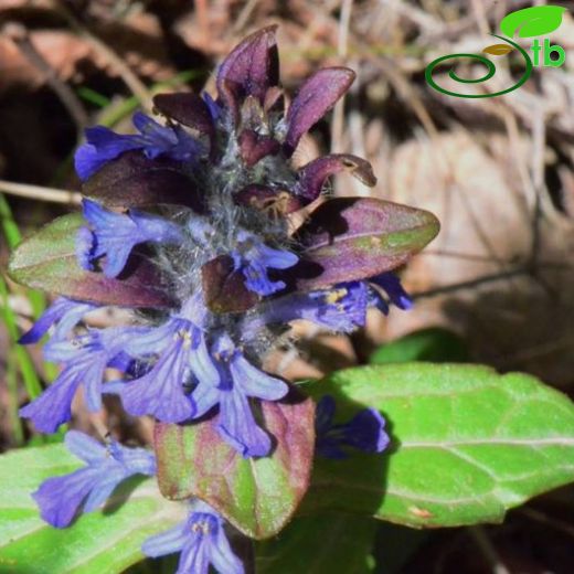 Ajuga reptans