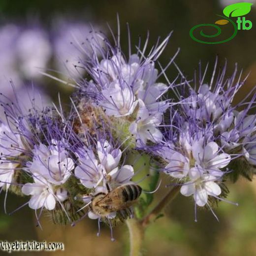 Phacelia-Arıballığı