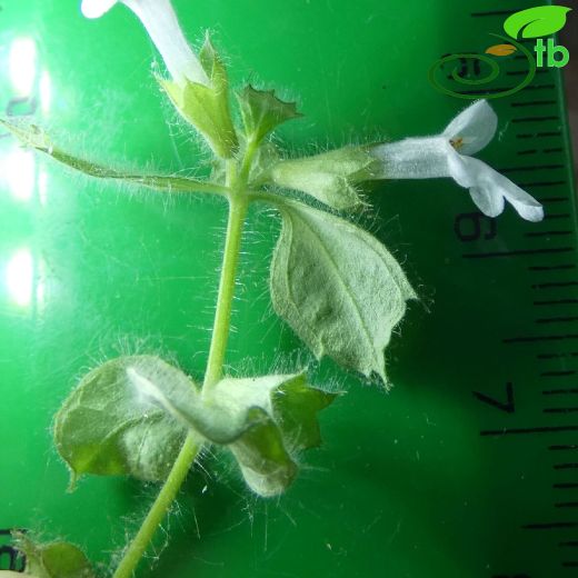 Stachys buttleri