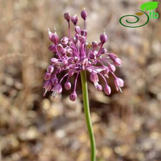 Allium wendelboanum