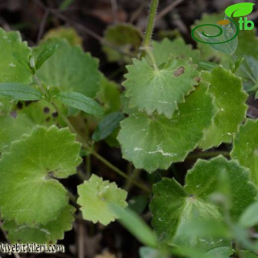 Saxifraga rotundifolia