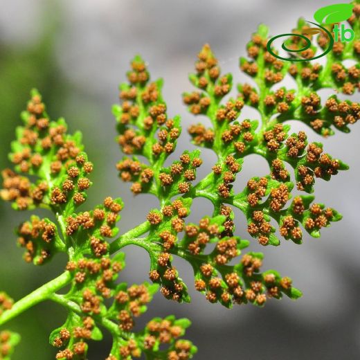 Cystopteridaceae-Gevrekeğreltigiller