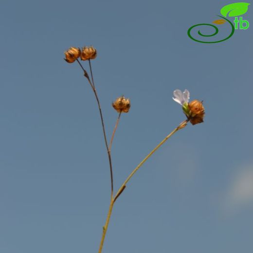 Linum corymbulosum