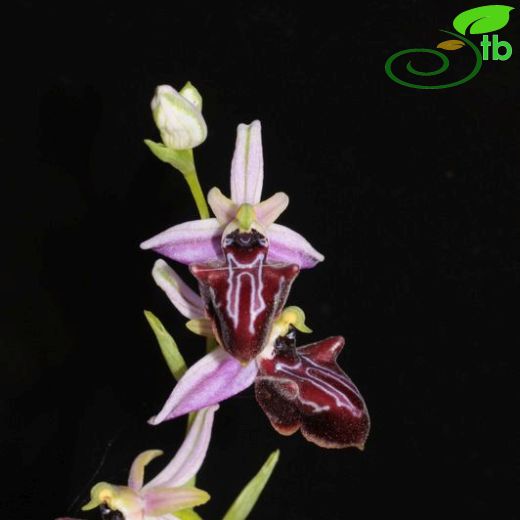 Ophrys amanensis