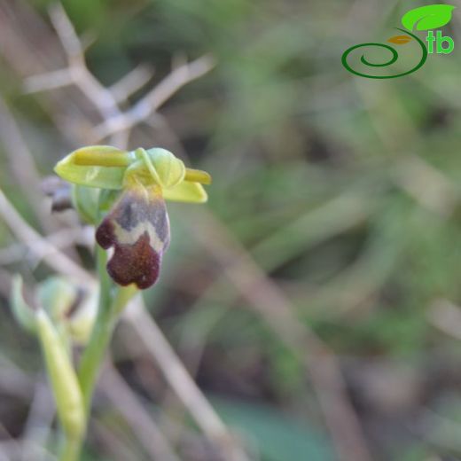 Ophrys apollonae