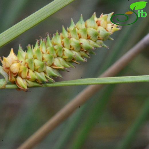 Cyperaceae-Hasırotugiller