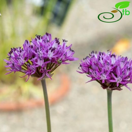 Allium efeae