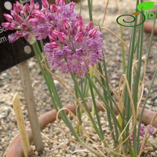 Allium czelghauricum