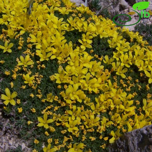 Linum aretioides