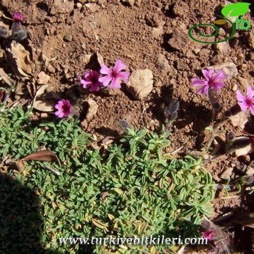 Saponaria pumilio