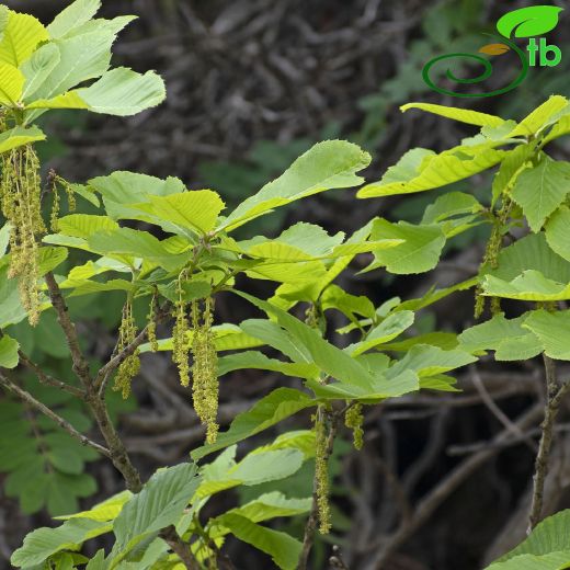 Quercus-Meşe