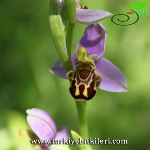 Ophrys apifera