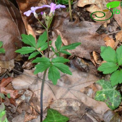 Cardamine quinquefolia