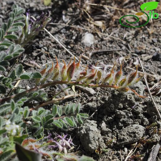 Astragalus alyssoides